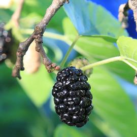   Fruit:   Morus nigra ; Photo by Emiliano Robert Vicol, flickr.com
